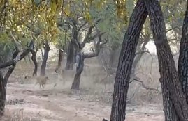 lion, dog, wildlife