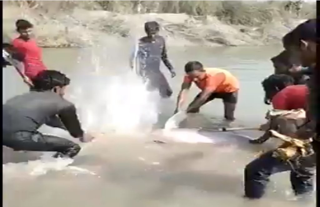 dolphin