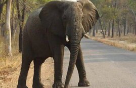 elephant