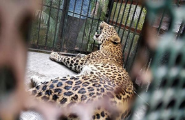 gujrat, leopard killed blind man