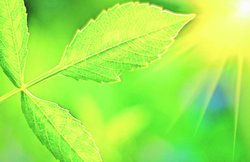 शोध: शैवाल कोशिकाओं से बना डाला हाइड्रोजन