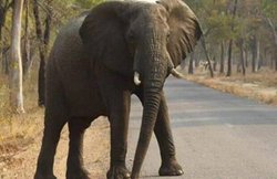 तमिलनाडु: जंजीर में जकड़े गजराज को बेरहमी से पीटते रहे, VIDEO वायरल होने के बाद 2 महावत गिरफ्तार