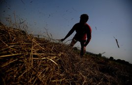 Farmer, Farm Laws, UP