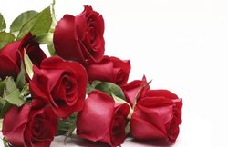 Happy Rose Day 2021 Wishes Images, Quotes: गुलाब के साथ शेयर करें प्यार भरे संदेश और रोज डे को बनाएं स्पेशल