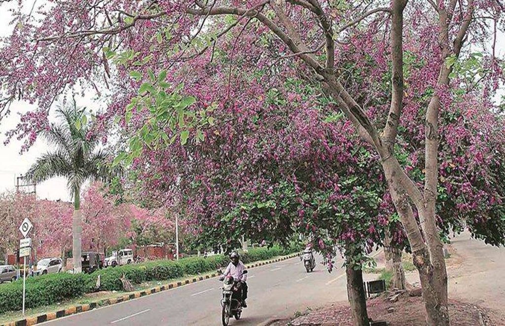 Spring Season