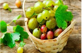 amla, amla benefits, health tips