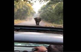 viral video, video