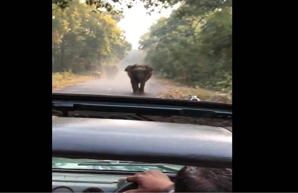 viral video, video