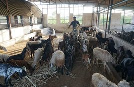 goat, maharashtra