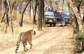 save wildlife