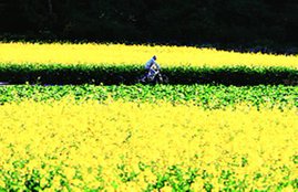 spring