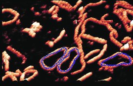 DNA