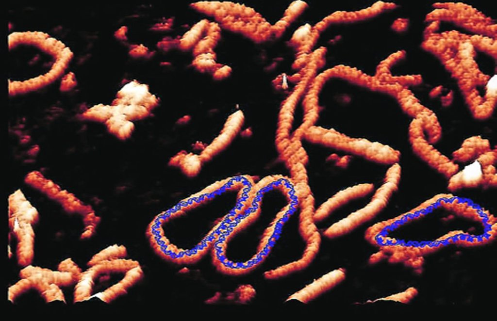 DNA DNA