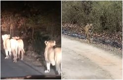 रविंद्र जडेजा का जंगल में शेर से हुआ सामना, भारतीय ऑलराउंडर के वीडियो पर माइकल वॉन ने किया यह कमेंट