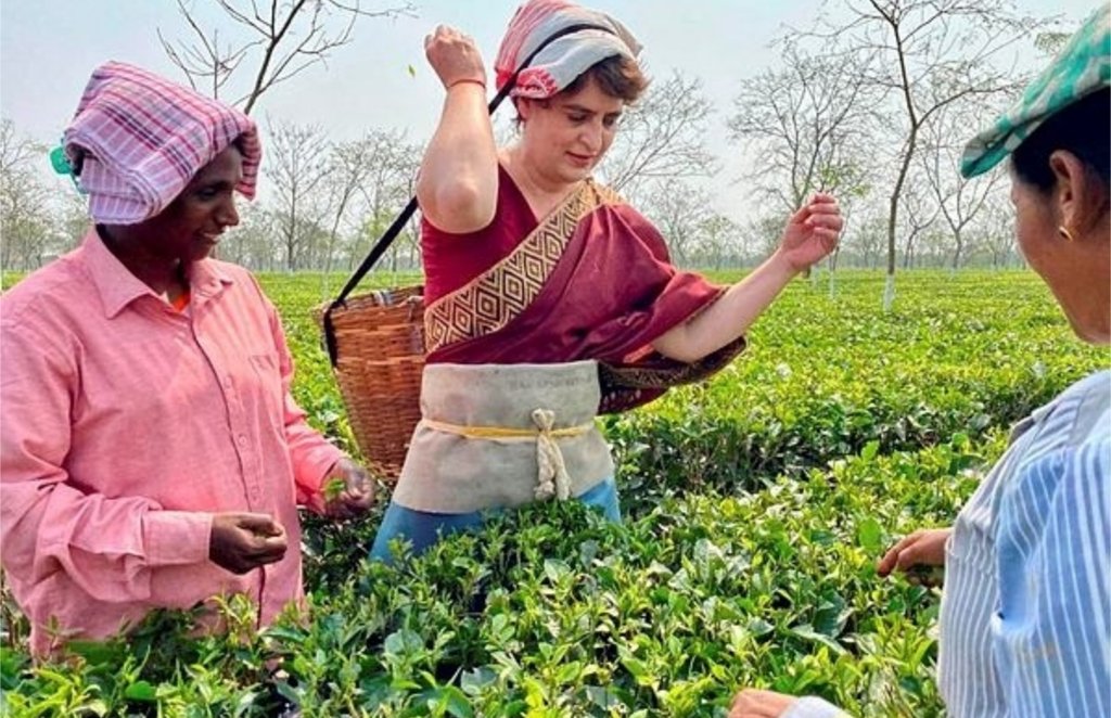 assam, tea garden , congress, priyanka gandhi assam, tea garden , congress, priyanka gandhi