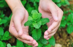 Low Fat और Low Calorie से भरपूर है पुदीना, जानें कैसे है वेट लॉस में मददगार