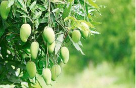mango leaves, mango leaf health benefits, diabetes