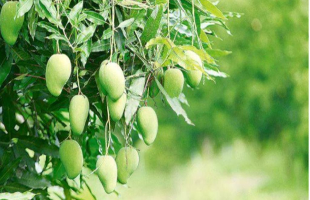 mango leaves, mango leaf health benefits, diabetes