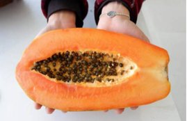 Papaya, papaya benefits, health