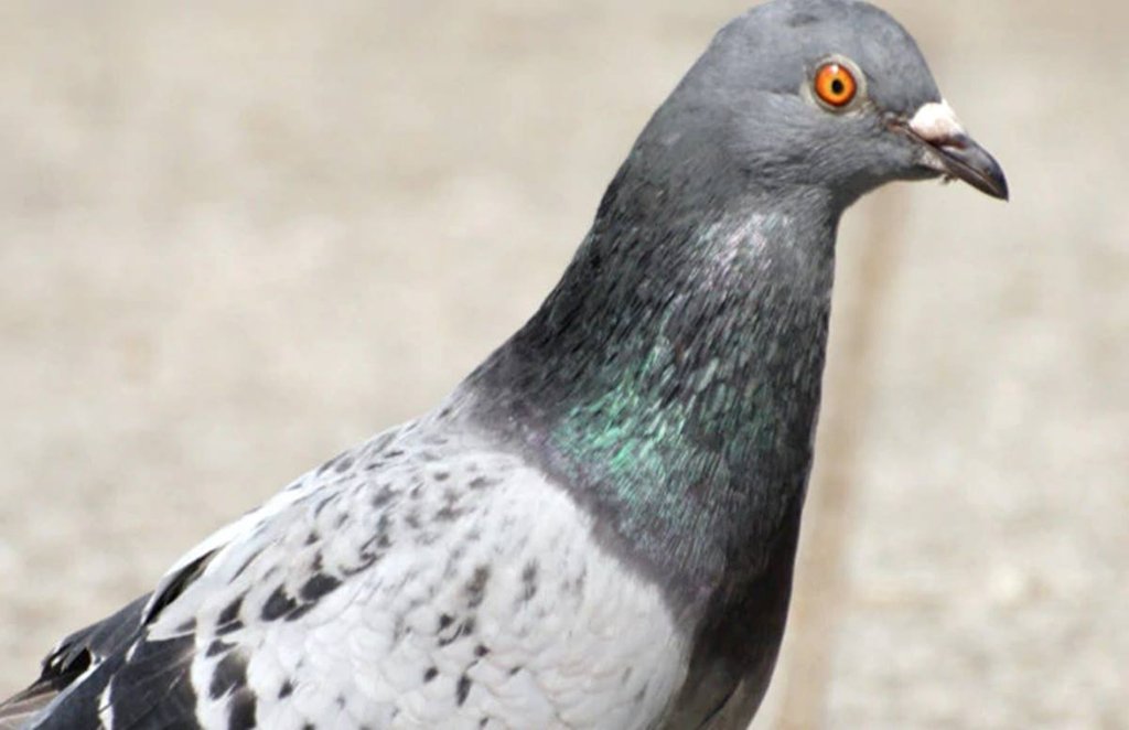 pigeon, pigeon food, pigeon nest at home, myth related to pigeon,