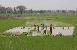 singur