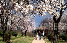 spring