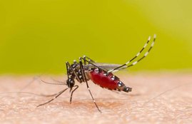Dengue, Dengue fever, dengue Symptoms, dengue ke lakshan, डेंगू फीवर