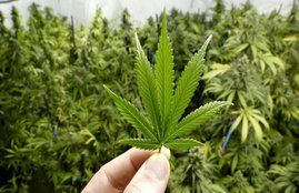 New York, marijuana, United States