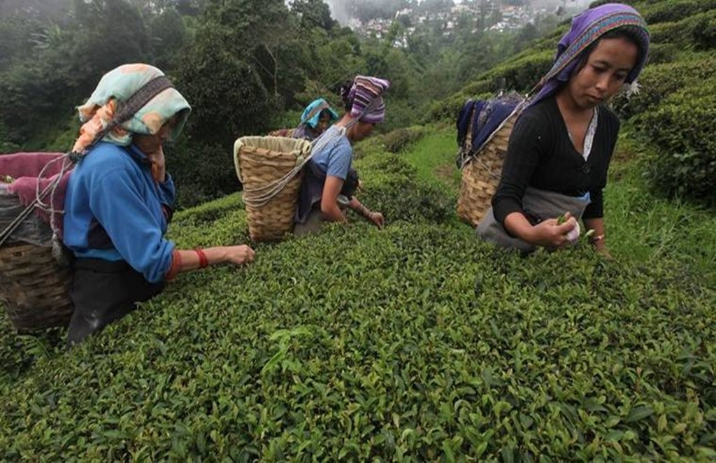 Tea Garden