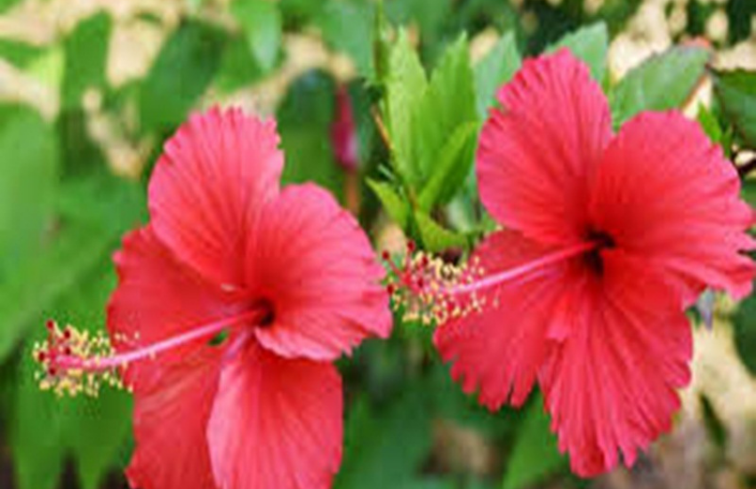 Natural Hair Highlighter, Hair Color