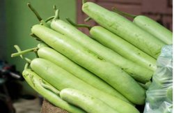 फैटी लिवर से छुटकारा दिलाने में कारगर है लौकी का जूस, जानिये बनाने की विधि