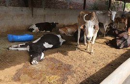 cow, nsa