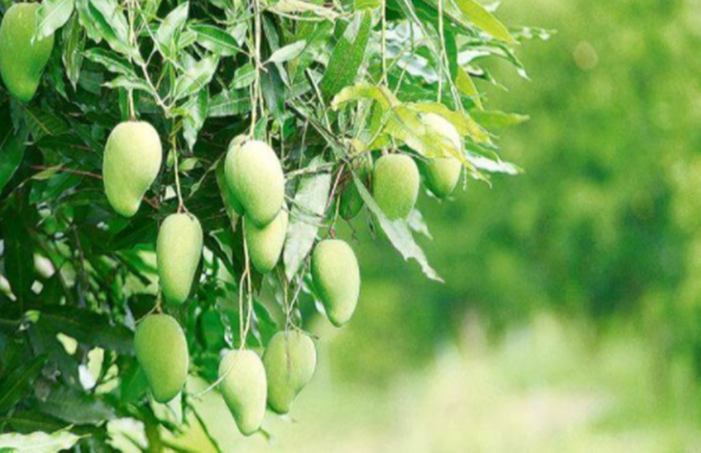mango leaves, hair care, benefits of mango leaves