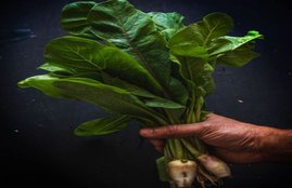 radish leaves, mooli ke patte, radish leaves health benefits