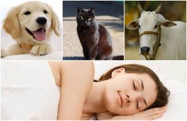 Dreams, dream meaning, Dream Interpretation, animal dream, dog dream, cat dream, crow dream,
