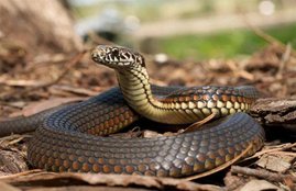 snake dream meaning, dream snake, sapne me sanp dekhna, Dream Interpretation,
