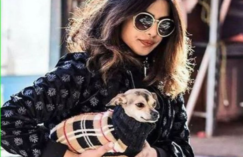 Priyanka Chopra, Nick Jonas