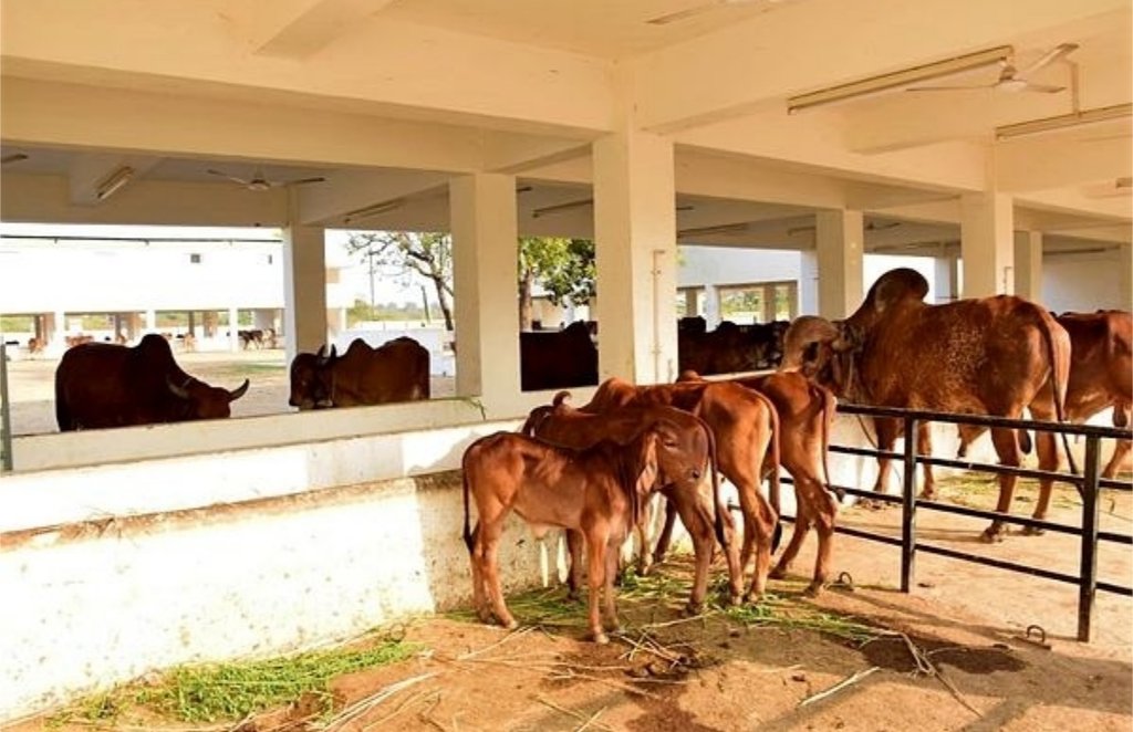 corona, gaushala, gujrat