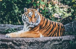 MP: अब पन्ना अभयारण्य में मृत मिली बाघिन, नौ दिन में पांचवां शव बरामद