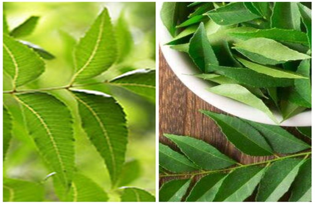 curry leaves, neem leaves, tulsi curry leaves, neem leaves, tulsi