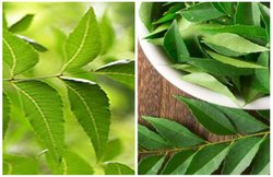 इन तीन पौधों की पत्तिया डायबिटीज और हाई बीपी को करती हैं कंट्रोल, इस तरह करें इस्तेमाल