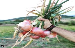 बढ़े हुए कोलेस्ट्रॉल को कम करने में कारगर है प्याज, इस तरह करें इस्तेमाल