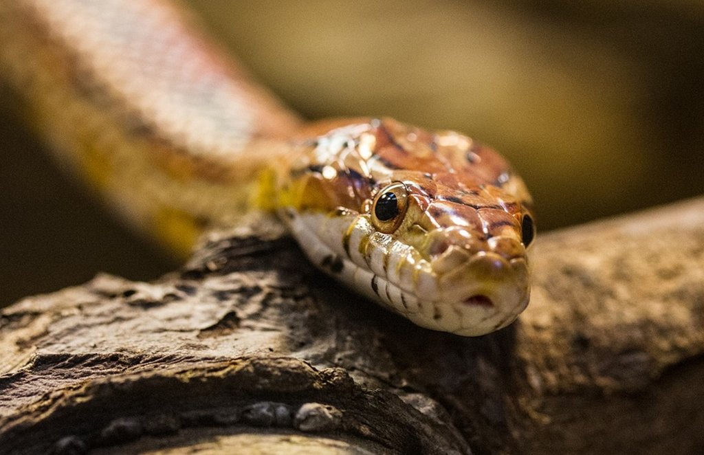 snake dream, Dream Interpretation, sapne me saap dekhna, sapne me saap katna,