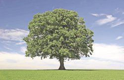 वृक्ष है मानव जीवन यात्रा का अभिन्न अंग