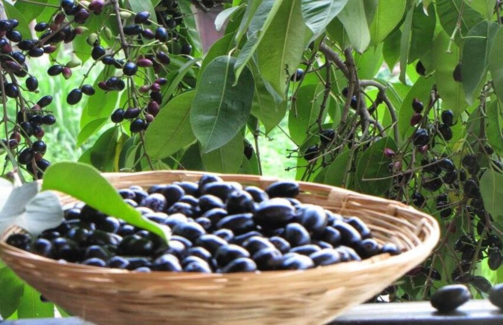 diabetes, high blood sugar, jamun seeds for diabetes