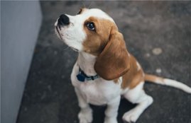 Dog, Indore, MP