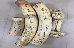 बिहार: बीजेपी का कार्यकारी जिलाध्यक्ष हाथी दांत की तस्करी में गिरफ्तार, बरामद किए गए 38 किलो हाथी दांत