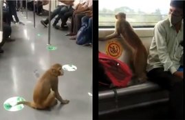 Monkey, Delhi Metro, Delhi