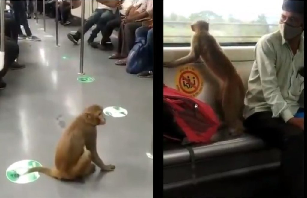 Monkey, Delhi Metro, Delhi
