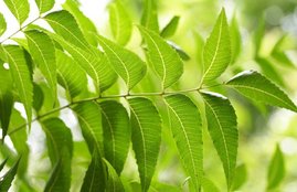 Neem, diabetes, neem health benefits